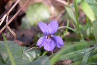 Viola odorata