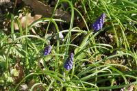 Muscari neglectum