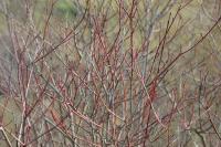 Cornus sanguinea