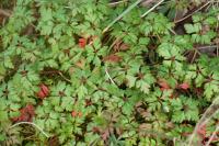 Geranium robertianum