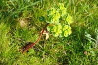 Euphorbia helioscopia