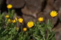 Calendula arvensis