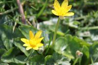 Ficaria verna
