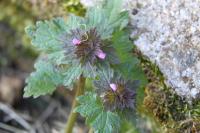 Lamium hybridum