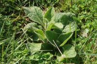 Inula conyzae
