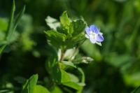Veronica persica