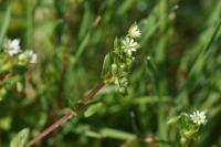 Stellaria media