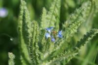 Lycopsis arvensis