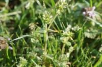 Cerastium glomeratum