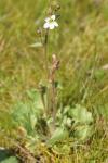Saxifraga granulata