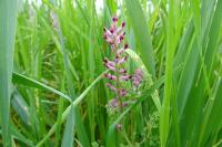 Fumaria officinalis