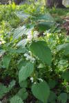Lamium album