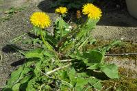 Taraxacum officinale