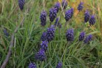 Muscari neglectum