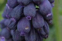 Muscari neglectum