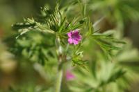 Geranium dissectum