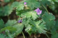 Geranium molle