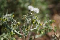 Senecio vulgaris