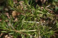 Galium aparine