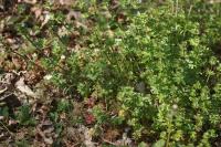 Galium album