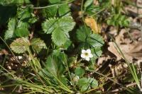 Fragaria vesca
