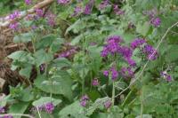 Lunaria annua