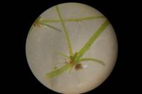 Chara vulgaris