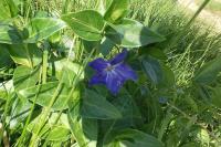 Vinca major