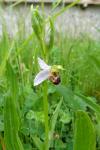 Ophrys apifera