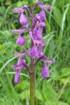 Anacamptis morio