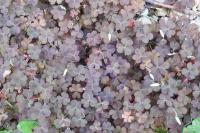 Oxalis fontana/dillenii/corniculata