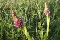 Anacamptis pyramidalis