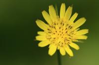 Tragopogon pratensis