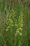 Platanthera chlorantha