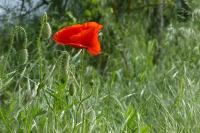 Papaver rhoeas