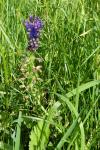 Muscari comosum
