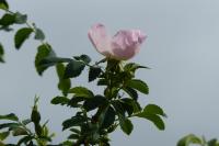 Rosa canina