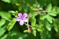 Geranium robertianum