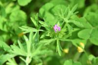 Geranium dissectum
