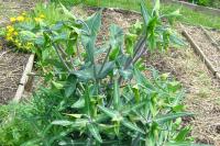 Euphorbia lathyris