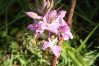 Dactylorhiza majalis