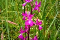 Anacamptis laxiflora