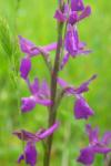 Anacamptis x alata