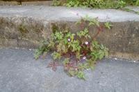 Geranium robertianum