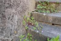 Geranium robertianum
