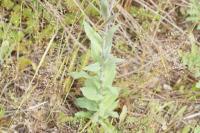 Turritis glabra