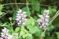 Orchis simia