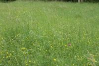 Anacamptis pyramidalis