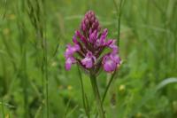 Anacamptis pyramidalis
