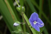Veronica persica